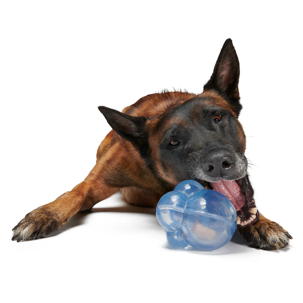 SuperChewer + Free Paw Blanket: 12 Month Subscription