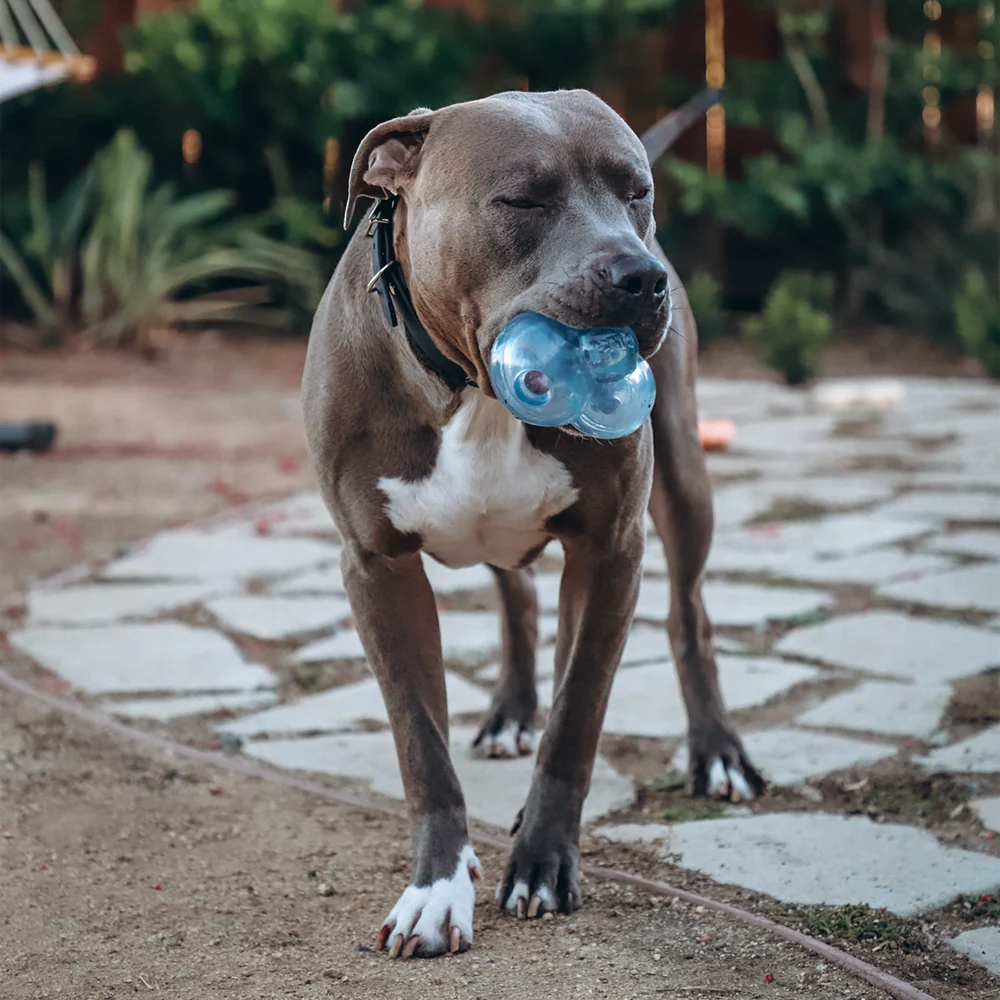 SuperChewer + Free Paw Blanket: 12 Month Subscription