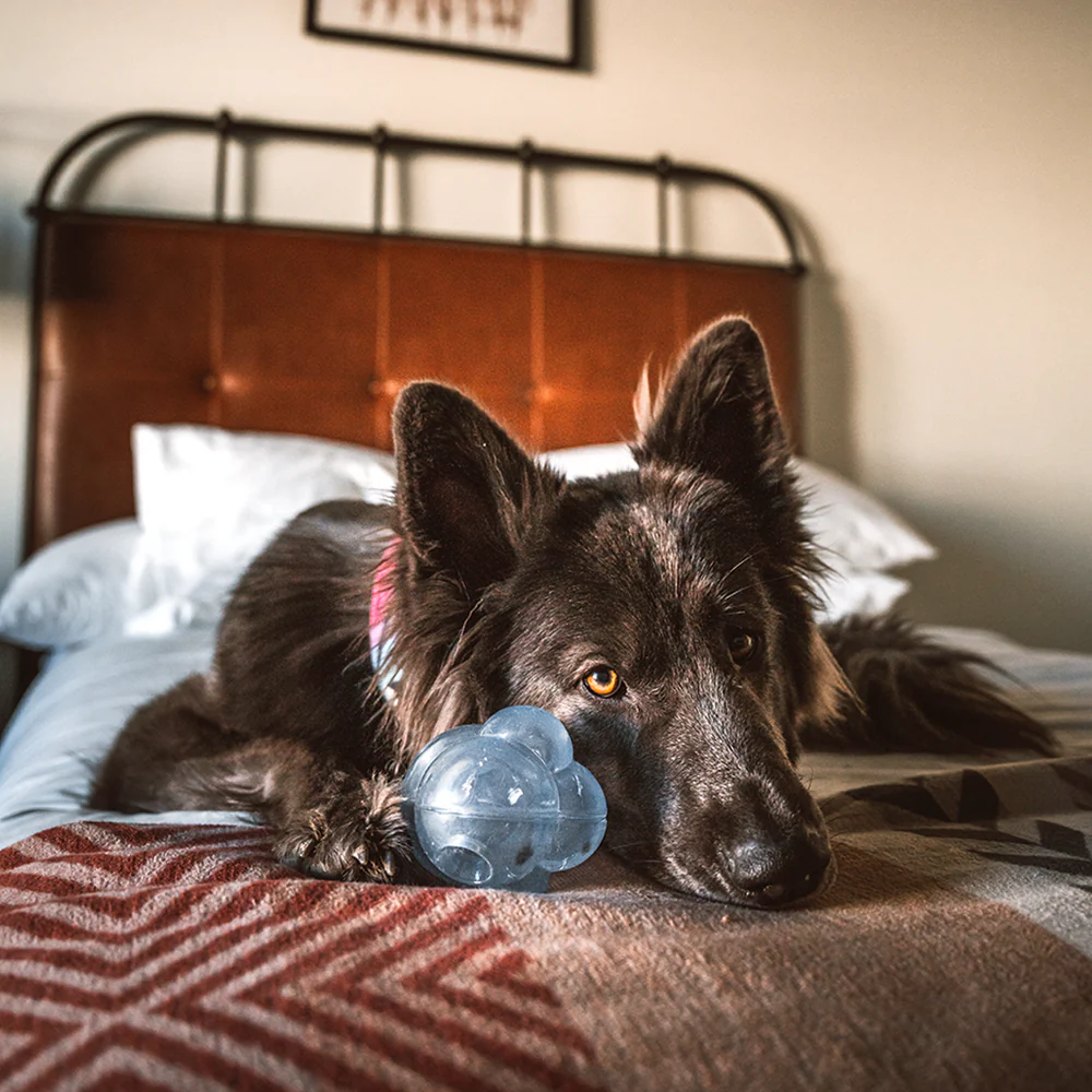 SuperChewer + Free Paw Blanket: 12 Month Subscription