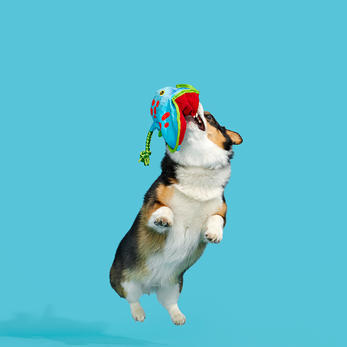 Manny Ray Plush Tug Dog Toy