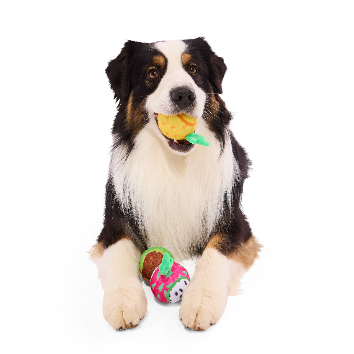 Tennis Ball Club, 3 Squeaky Monthly Tennis Ball Dog Toys