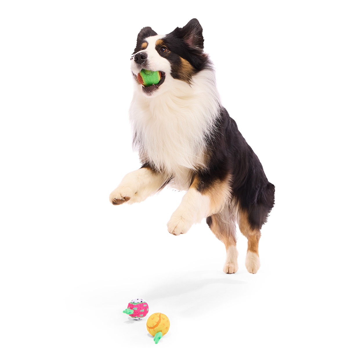 Tennis Ball Club, 3 Squeaky Monthly Tennis Ball Dog Toys