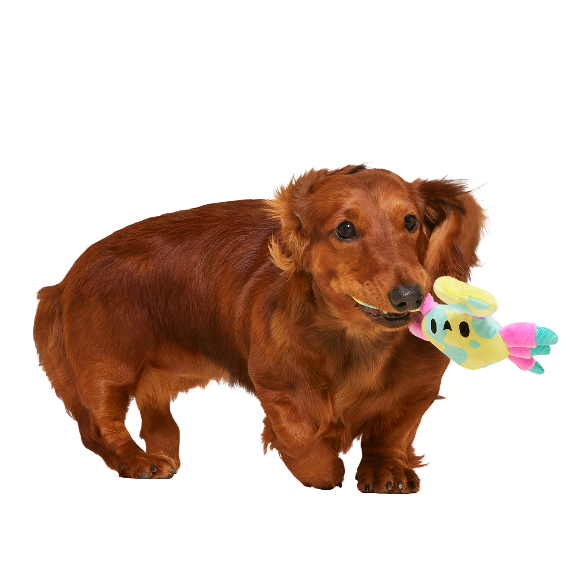 Moe The Mosaic Crab Plush Tug Dog Toy