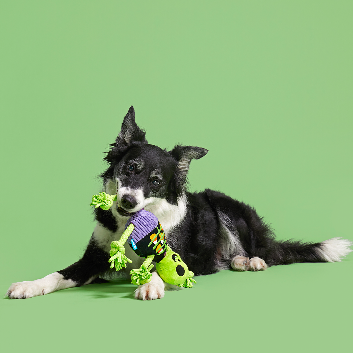 Moldy Barry Bones Plush Tug Dog Toy