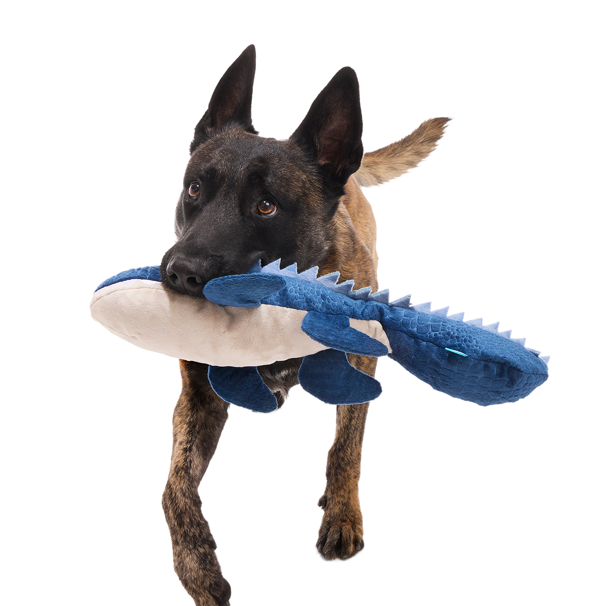 Mosasaurus Plush 2-in-1 + Tug Dog Toy