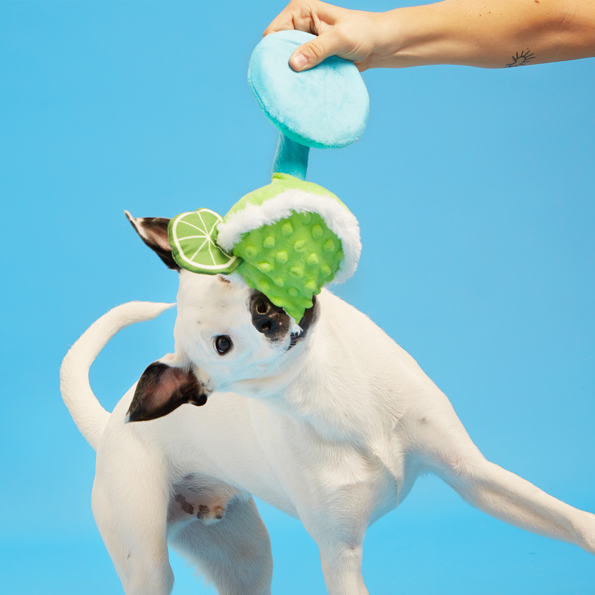 Muy Squeaky Margarita Plush Tug Dog Toy