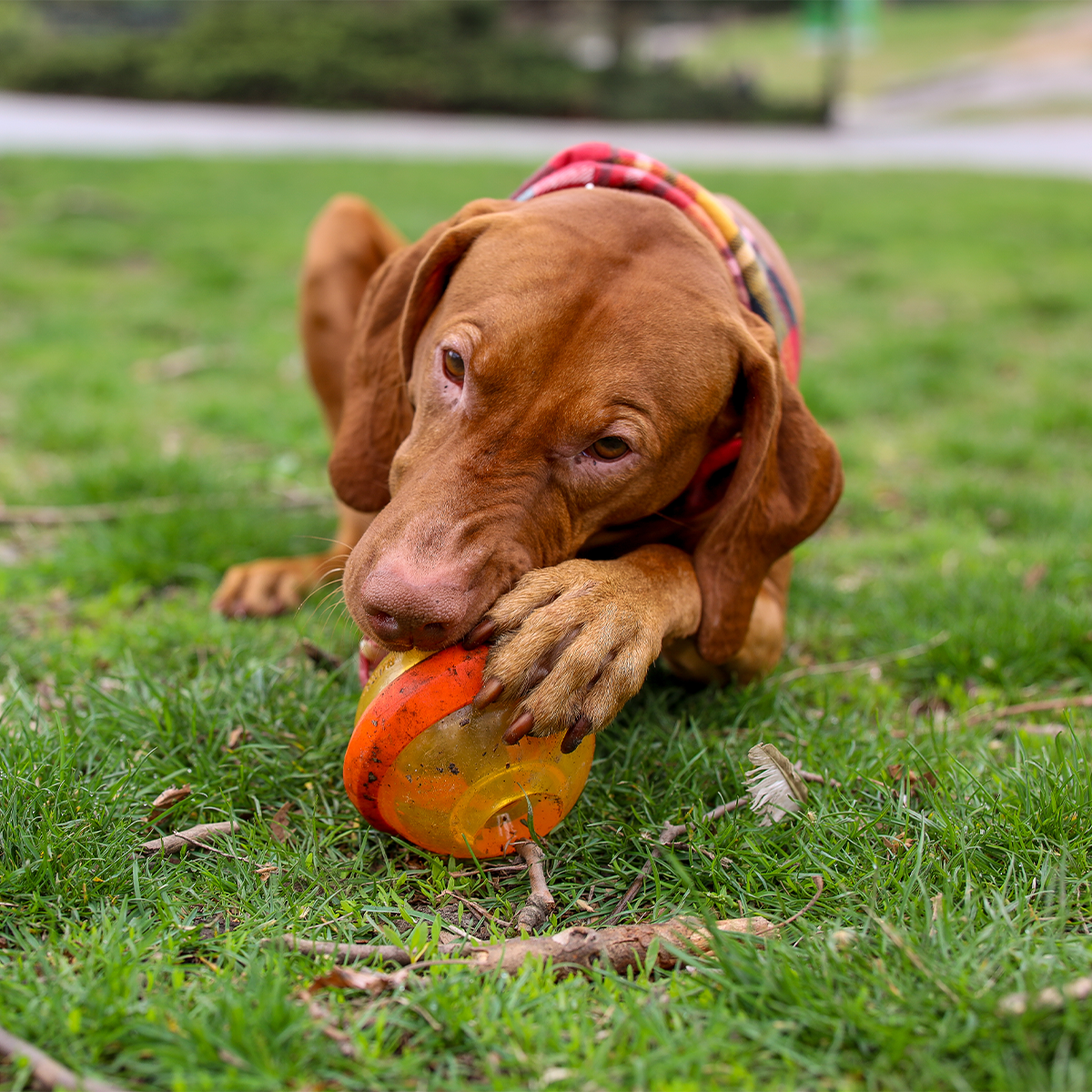 Nebula Super Chewer Durable Fetch + Enrichment Dog Toy