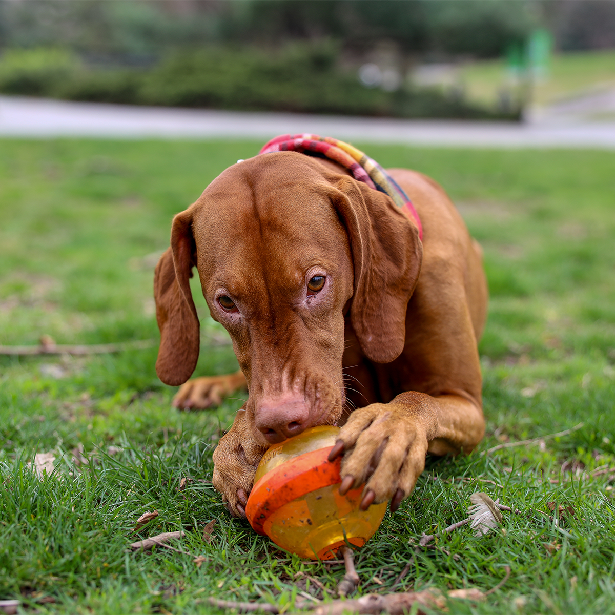 Nebula Super Chewer Durable Fetch + Enrichment Dog Toy