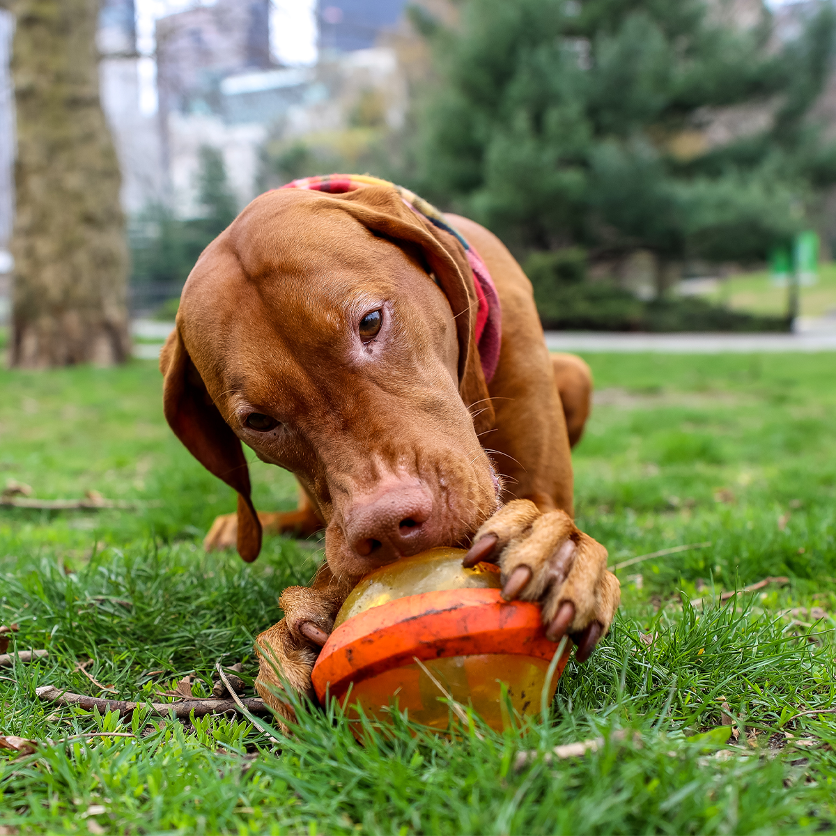 Nebula Super Chewer Durable Fetch + Enrichment Dog Toy