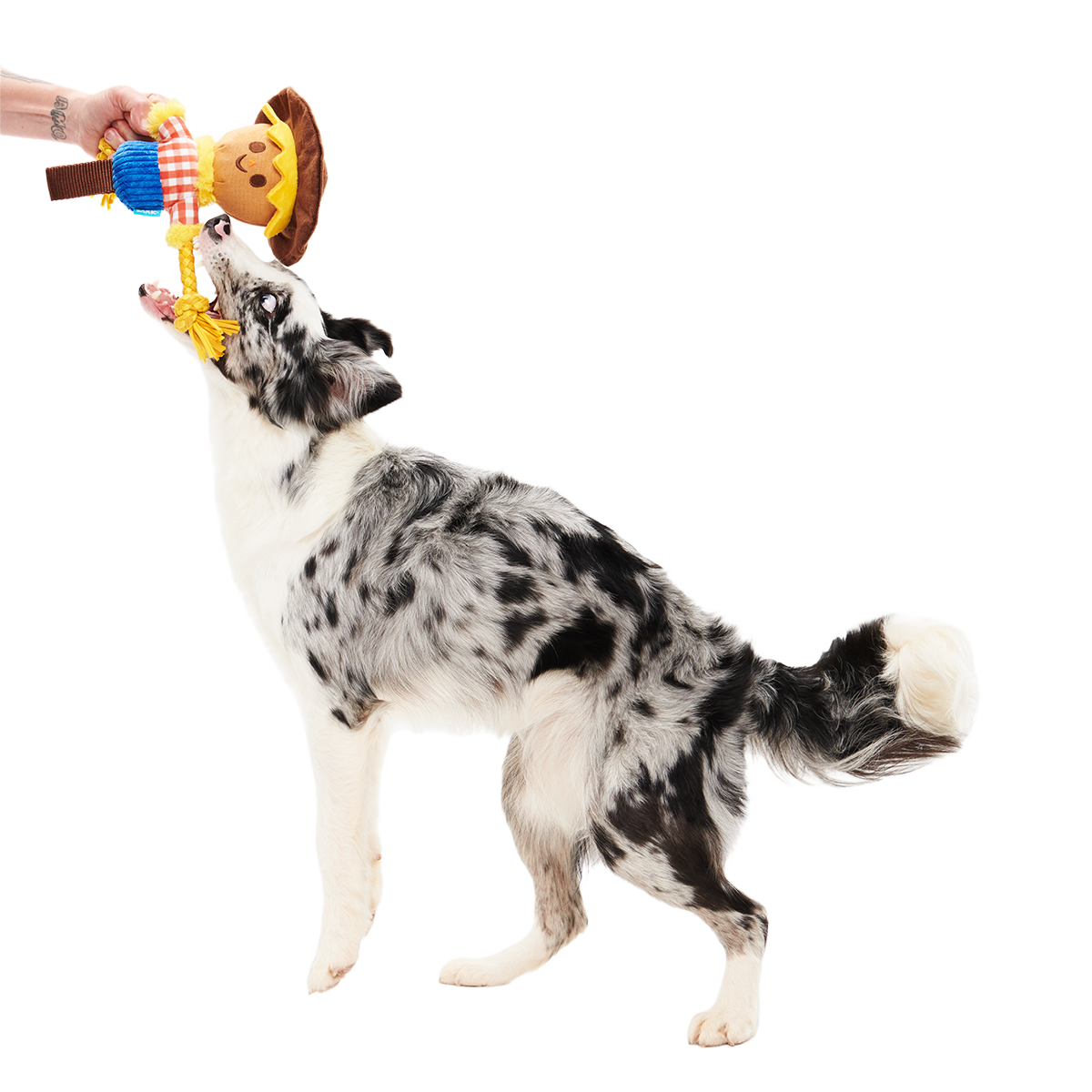 Not Scary Harry Plush Tug Dog Toy