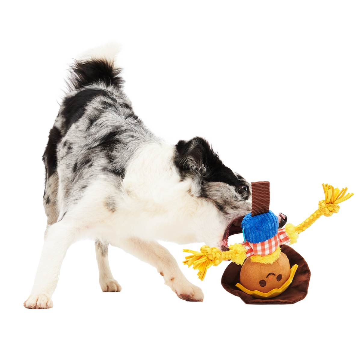 Not Scary Harry Plush Tug Dog Toy