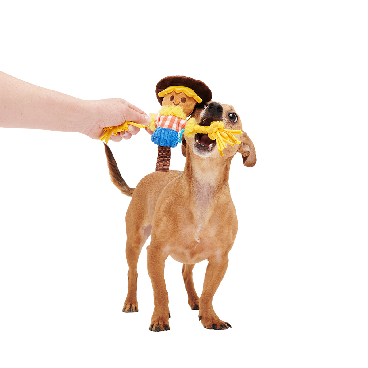 Not Scary Harry Plush Tug Dog Toy