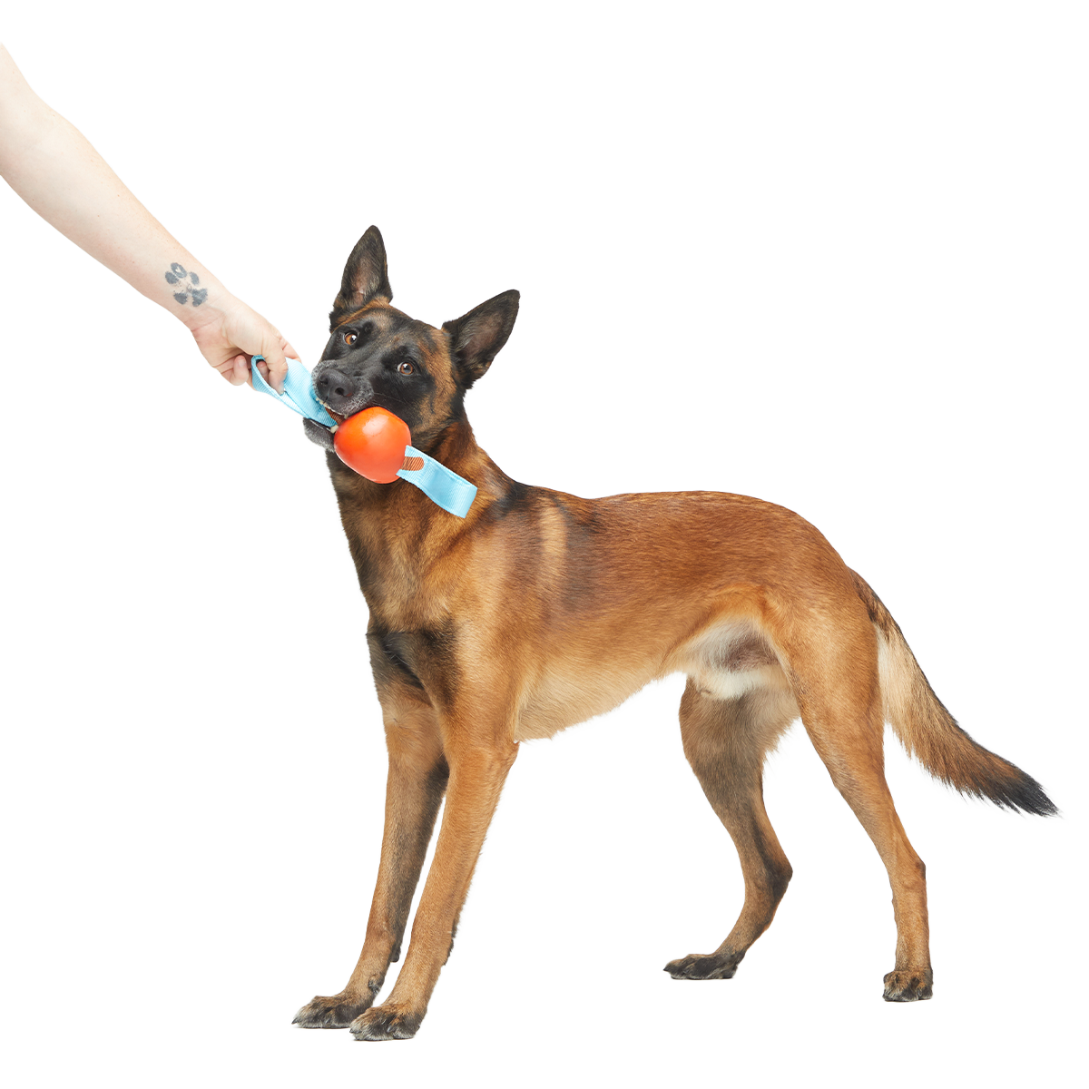 One Bad Apple Super Chewer Durable Tug + Enrichment Dog Toy