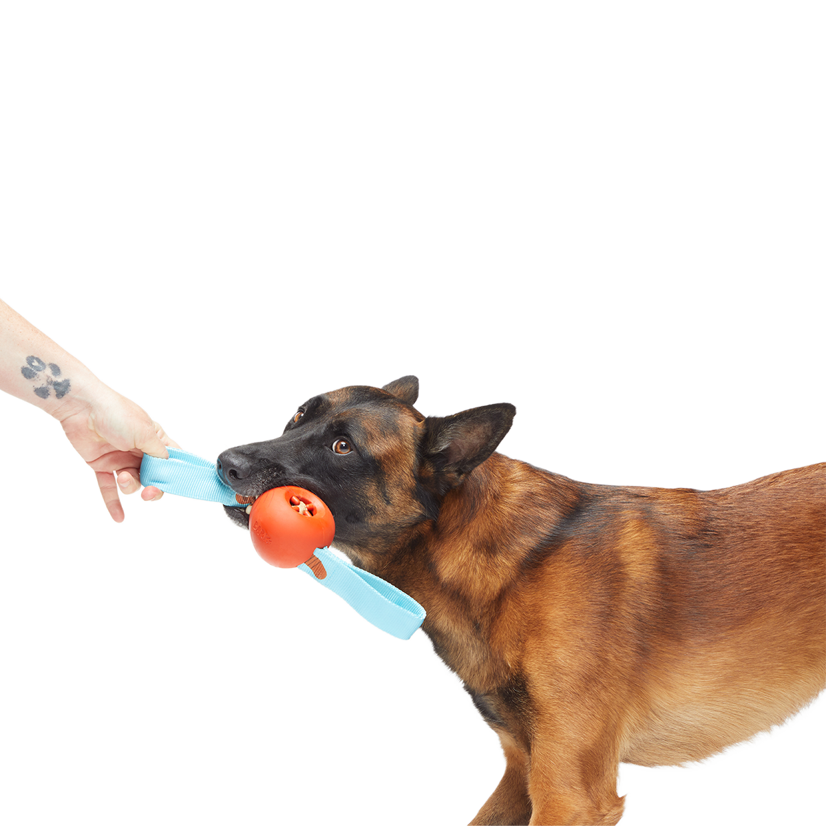 One Bad Apple Super Chewer Durable Tug + Enrichment Dog Toy