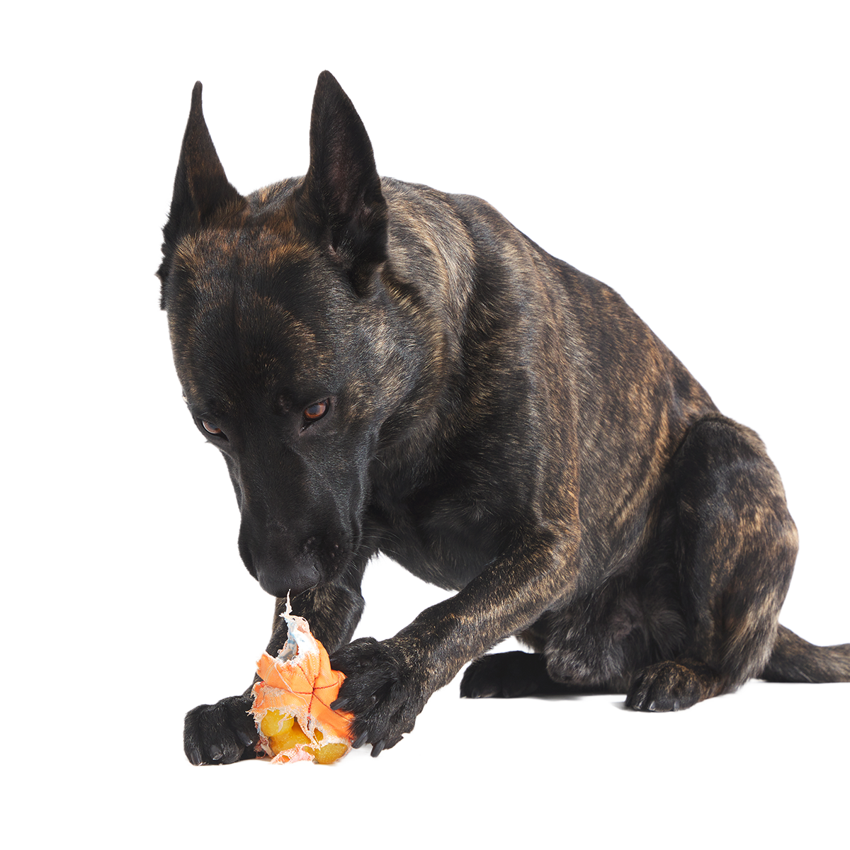 Orange Crush Super Chewer Durable 2-in-1 + Fetch Dog Toy