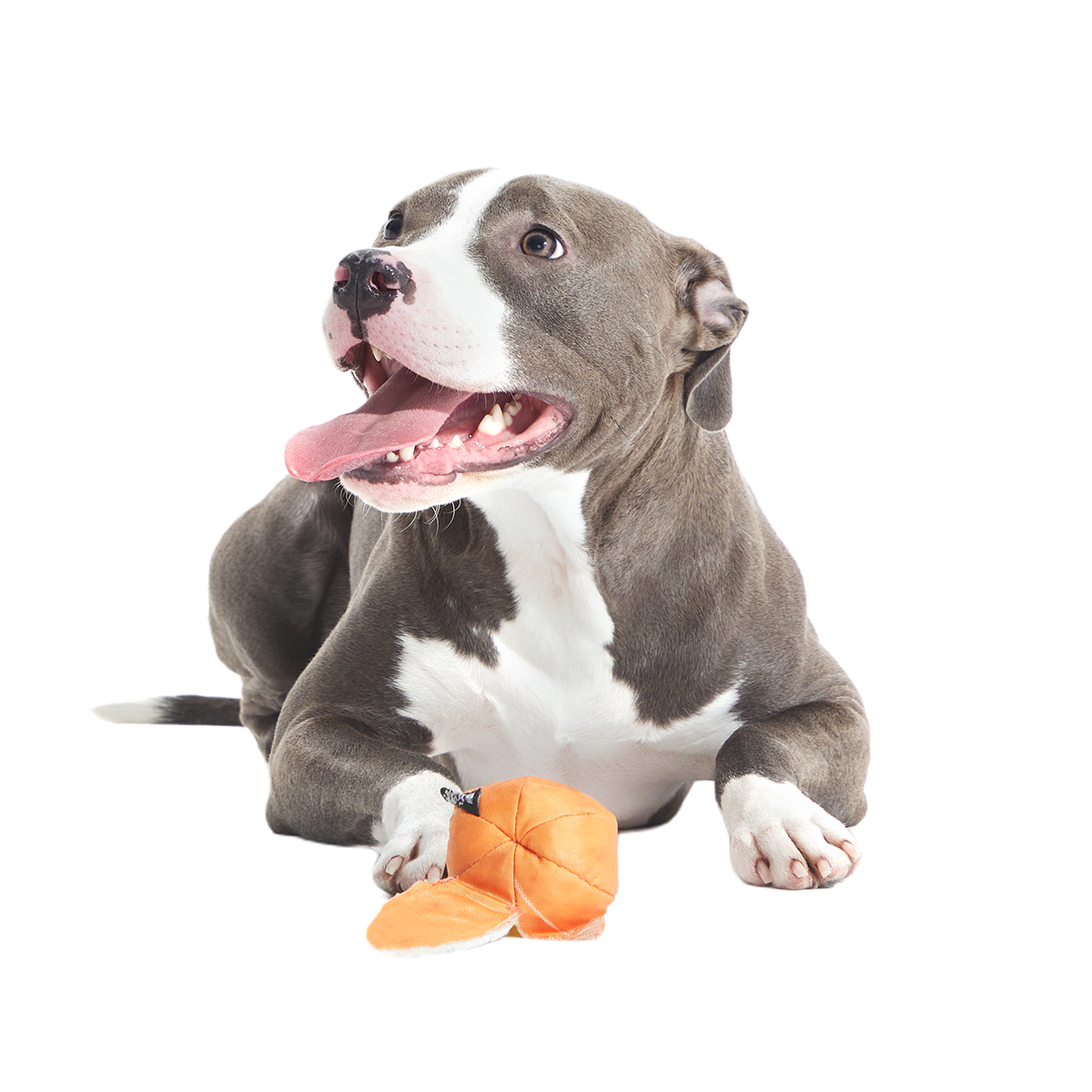 Orange Crush Super Chewer Durable 2-in-1 + Fetch Dog Toy