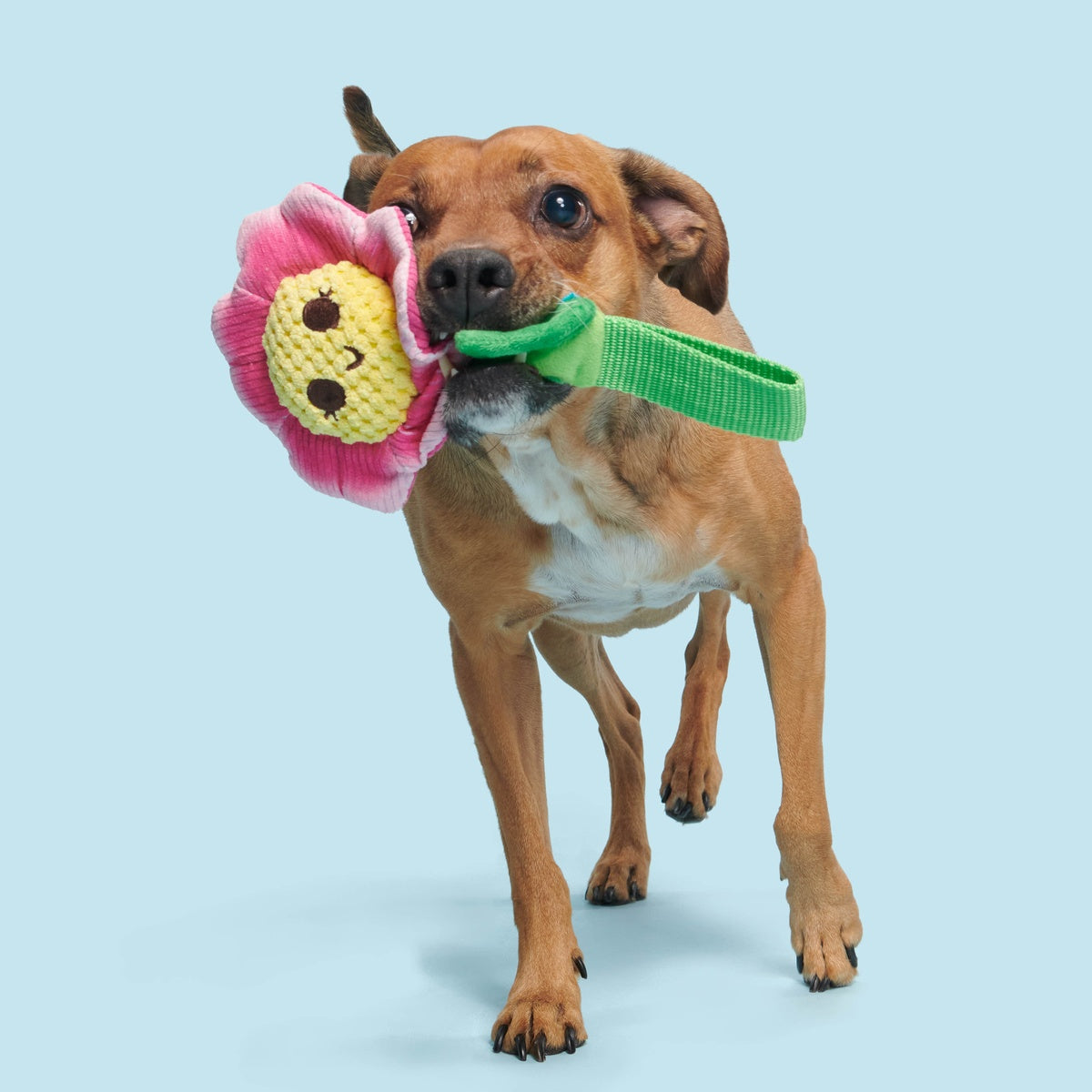 Penny Pechewnia Plush Tug Dog Toy