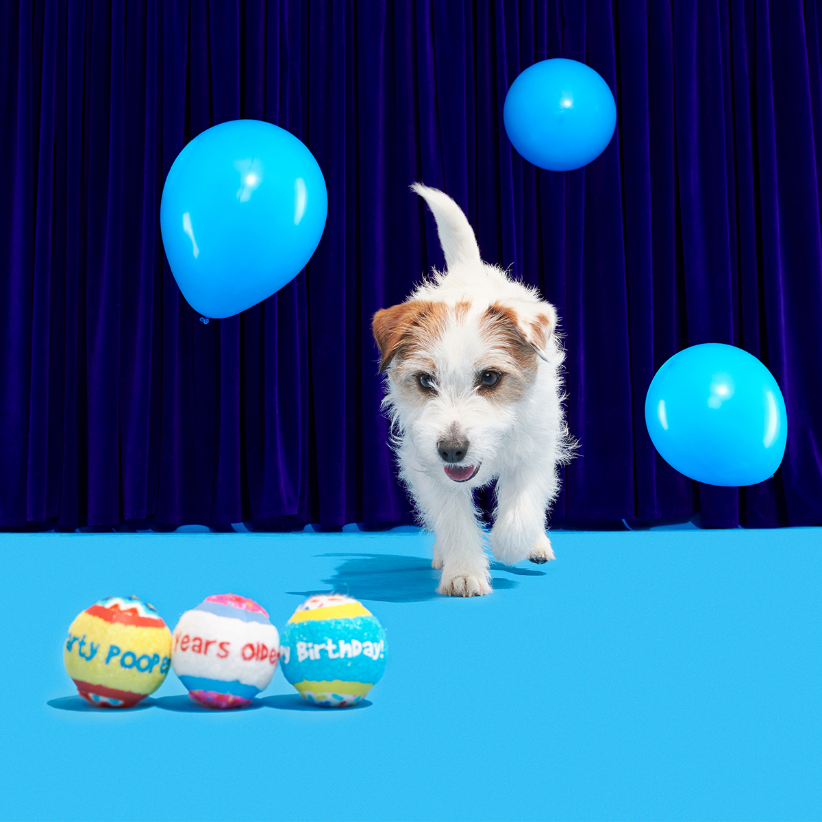 Party Fetchers Plush Multi-Part Fetch Dog Toy