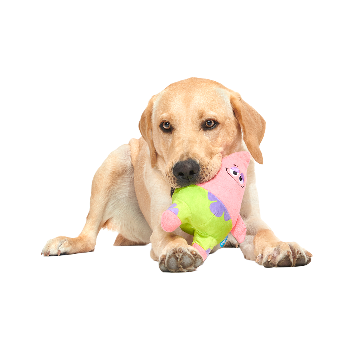Patrick’s Squeakret Talent Plush 2-in-1 Dog Toy