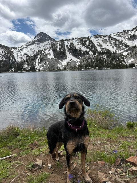 Penny