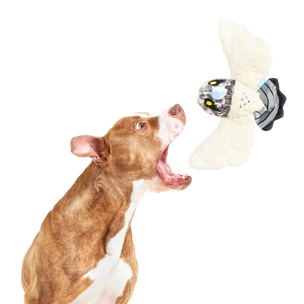 Perry the Peregrine Falcon Plush Tug Dog Toy