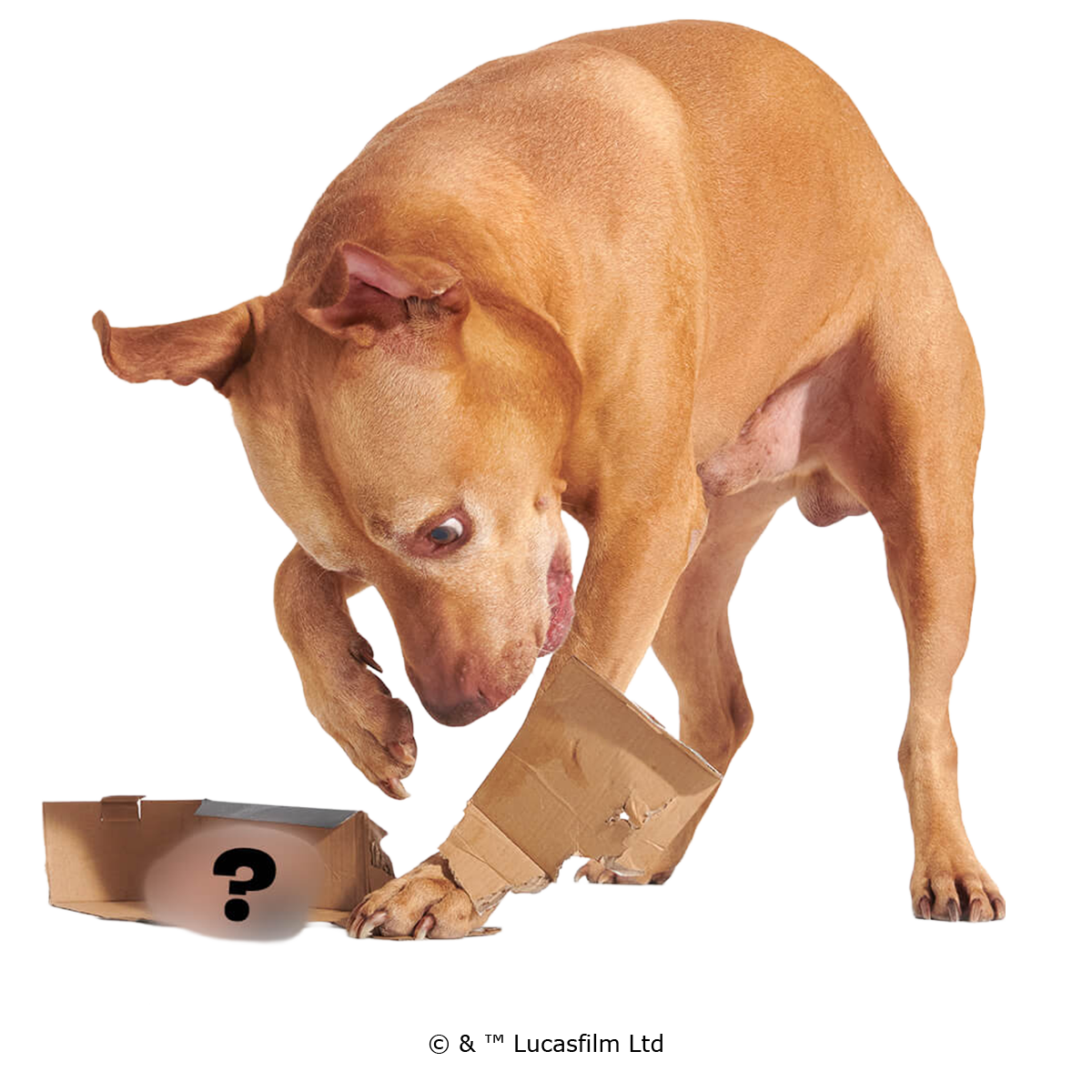 Star Wars™ Droid Smugglers Club, Super Chewer Durable Monthly Dog Toys
