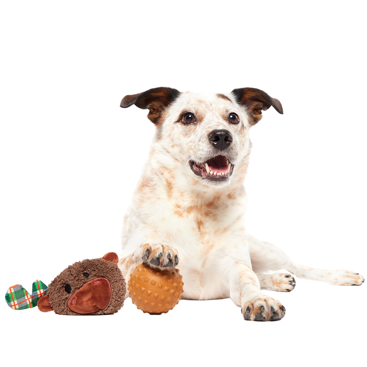 Plaidamoose Super Chewer Durable 2-in-1 + Fetch Dog Toy