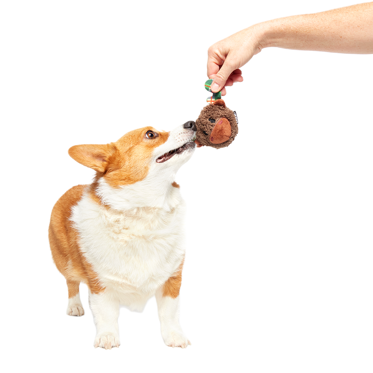 Plaidamoose Super Chewer Durable 2-in-1 + Fetch Dog Toy