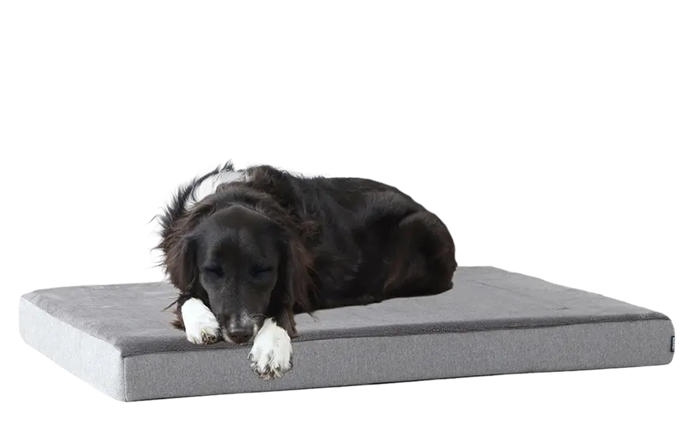 Dog Bed