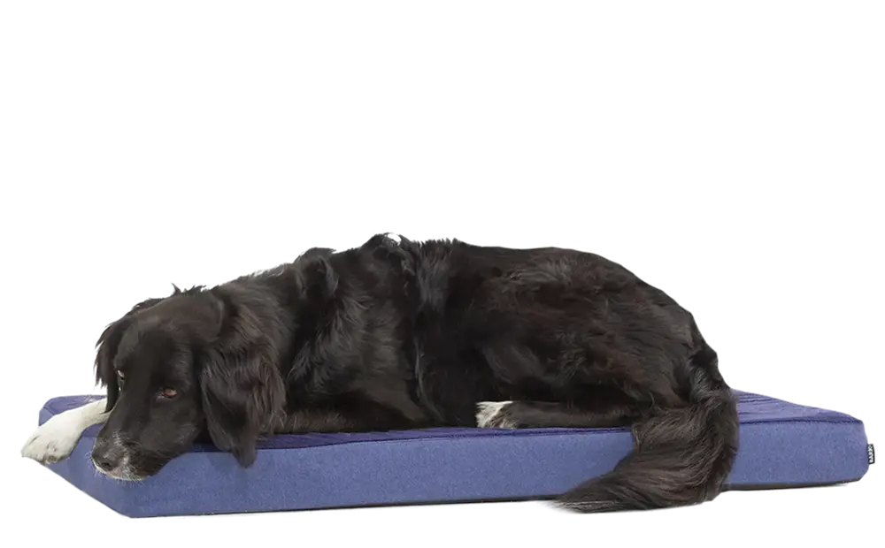Dog Bed