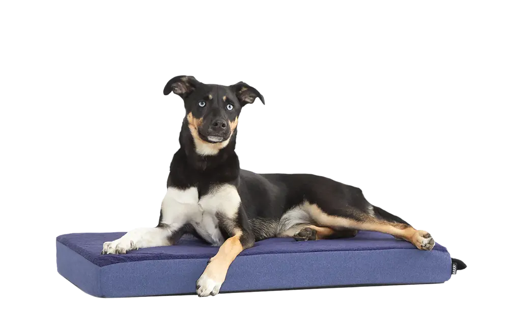 Dog Bed