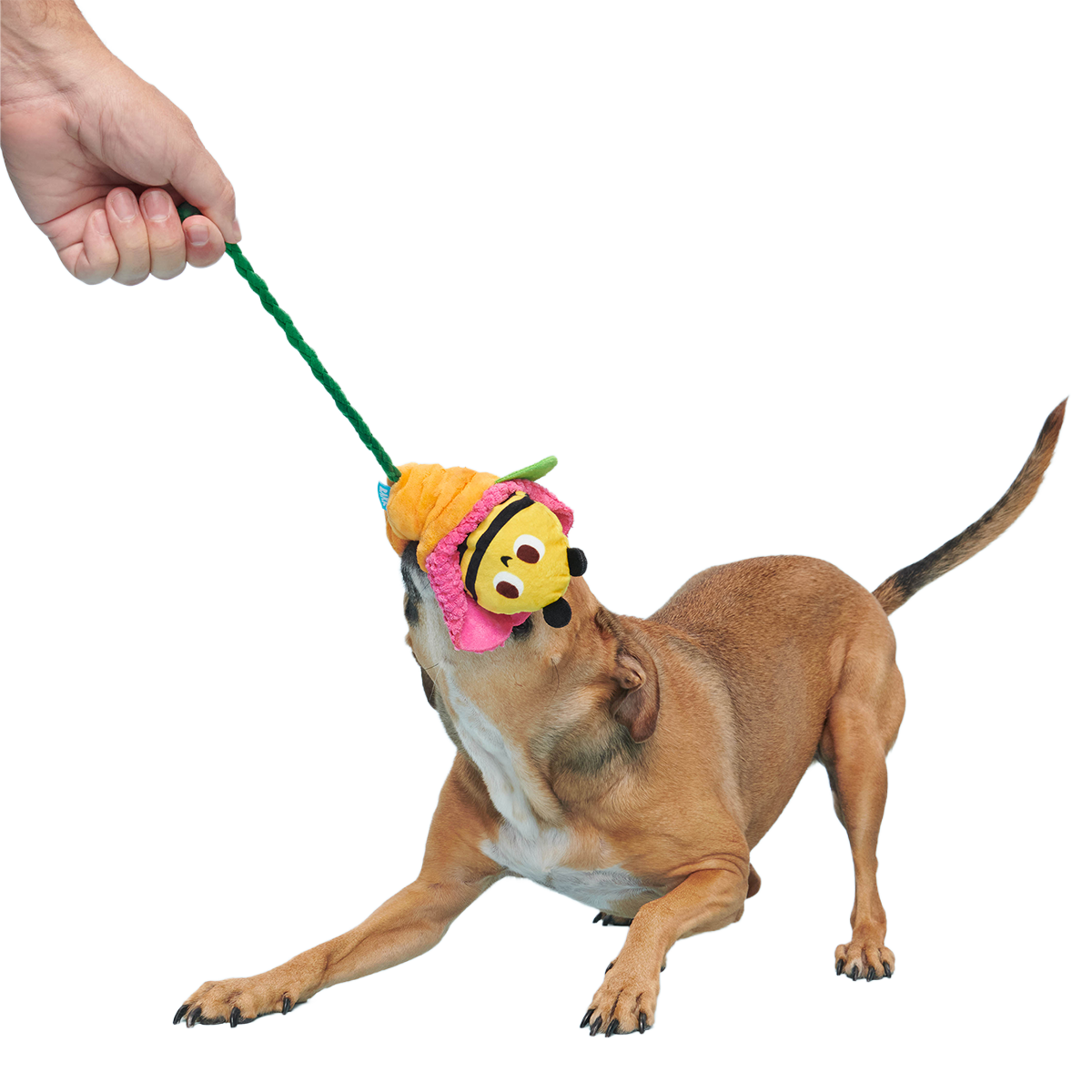 Pollen Nate Plush Tug + Fetch Dog Toy