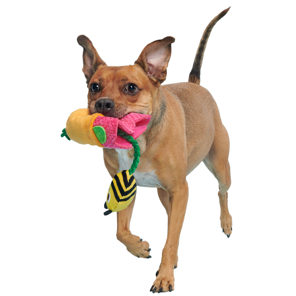 Pollen Nate Plush Tug + Fetch Dog Toy
