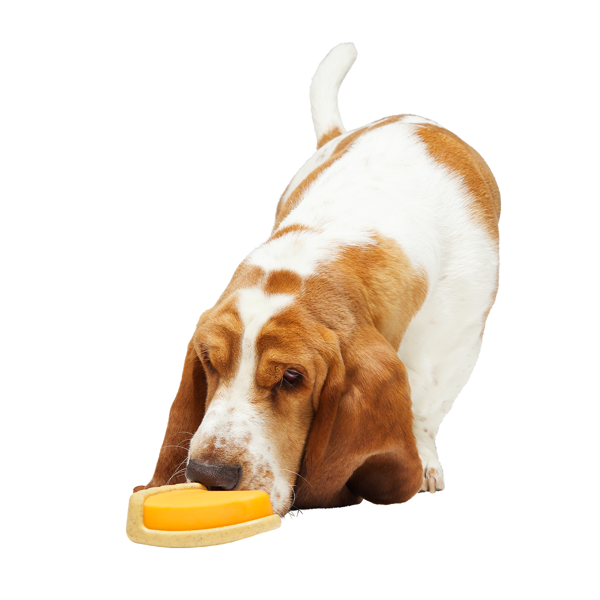 Powered Up Pie Super Chewer Durable Gnaw Dog Toy
