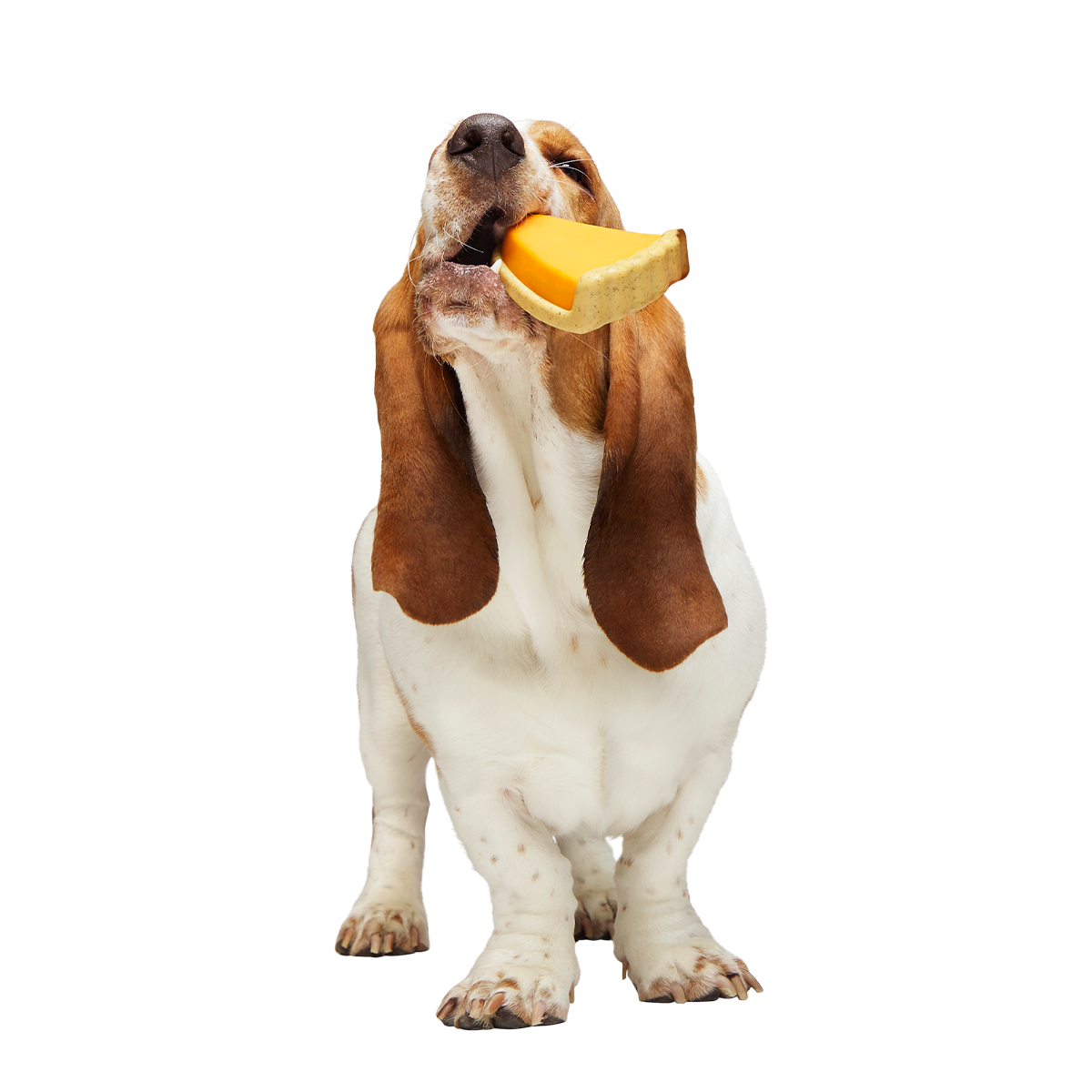 Powered Up Pie Super Chewer Durable Gnaw Dog Toy