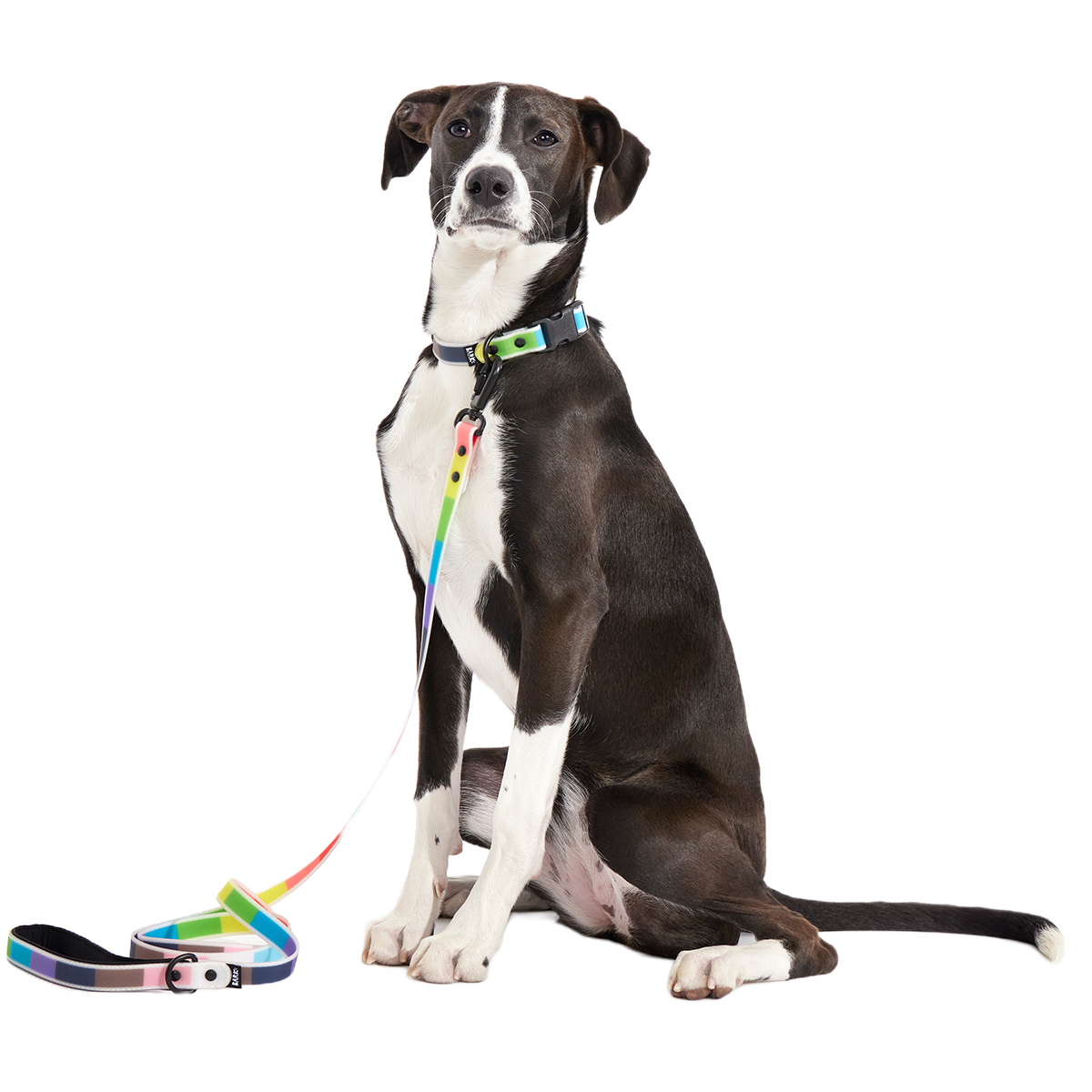 Pride Dog Walking Gear Bundle – BARK