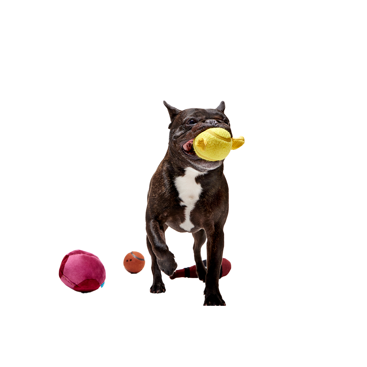 Quidditch™ Equipment Pack Plush Multi-Part + Tennis Ball Fetch Dog Toy