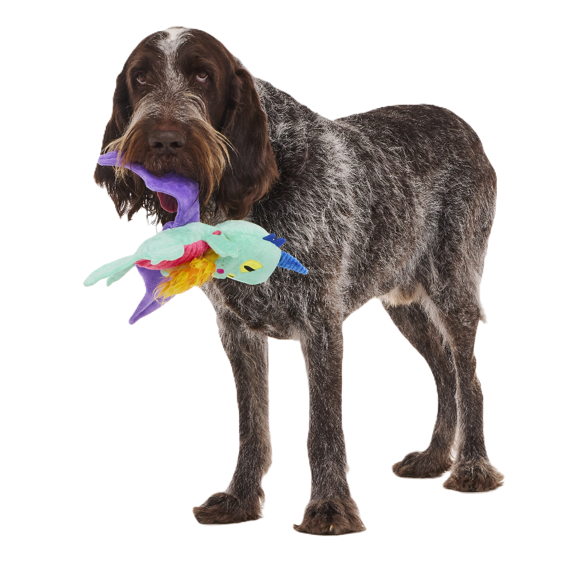 Chongus The Dragon Plush Extra-Large + Tug Dog Toy – BARK
