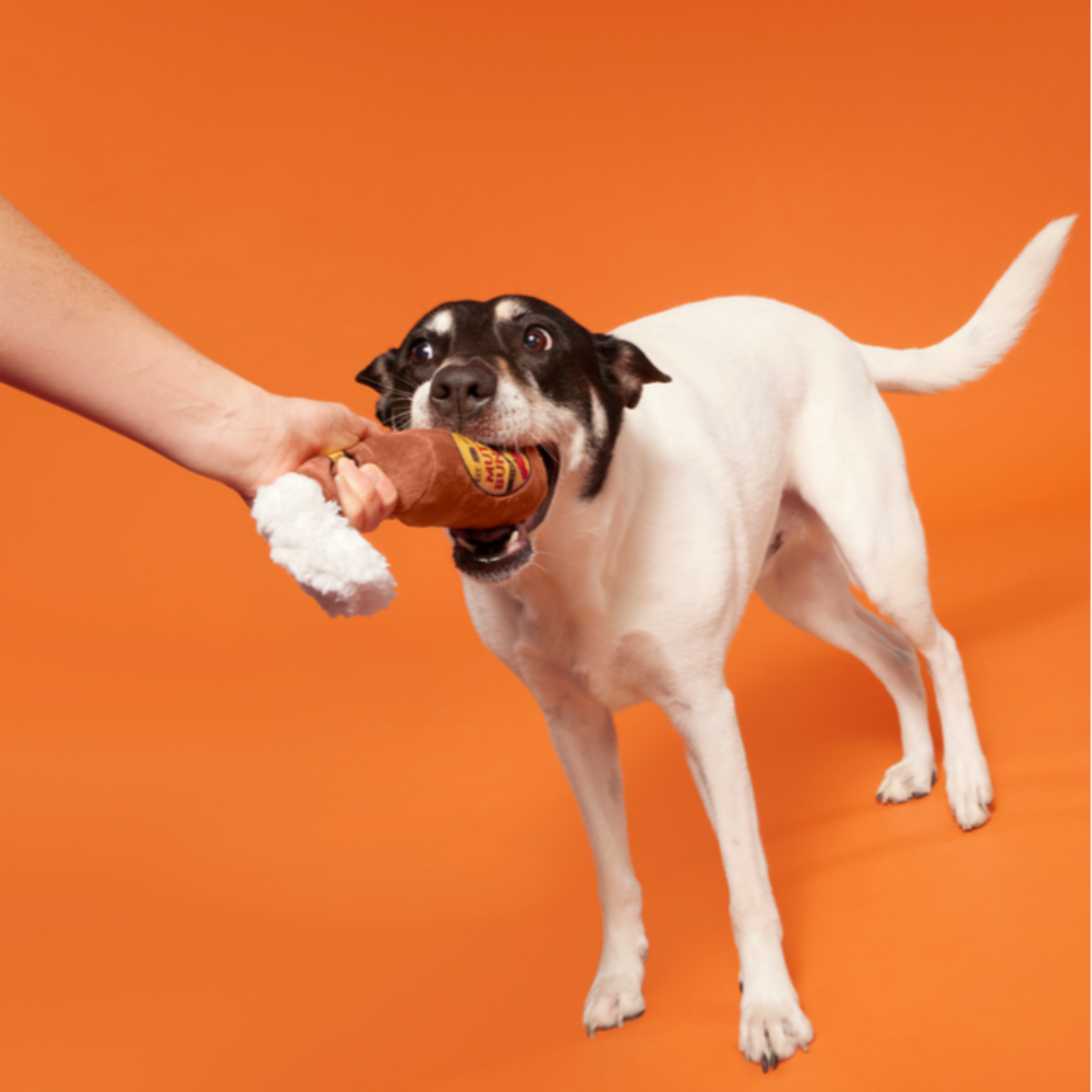 Mutt Bunch Hard Cider