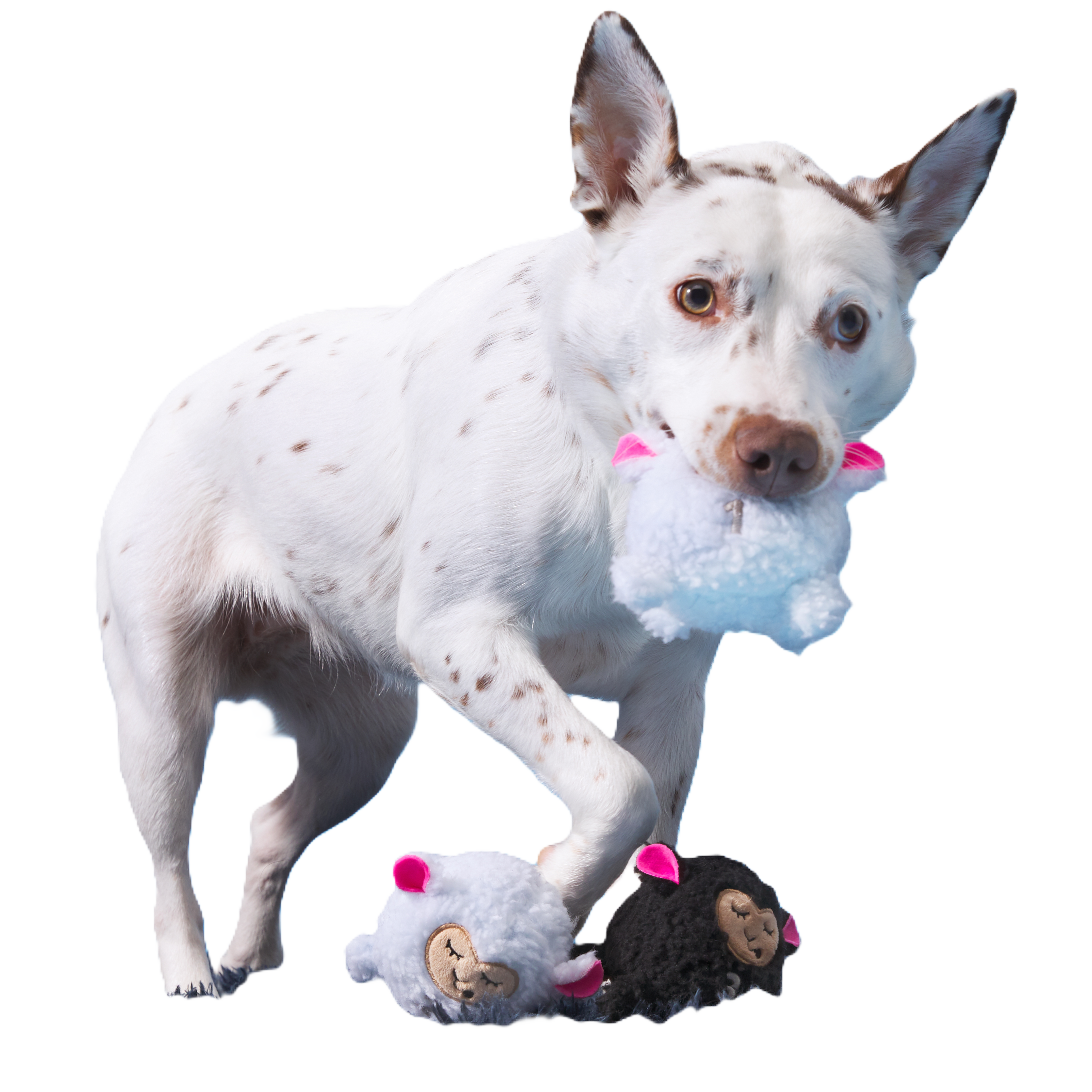 Baa Baa Bark Sheep Plush Multi-Part + Fetch Dog Toy