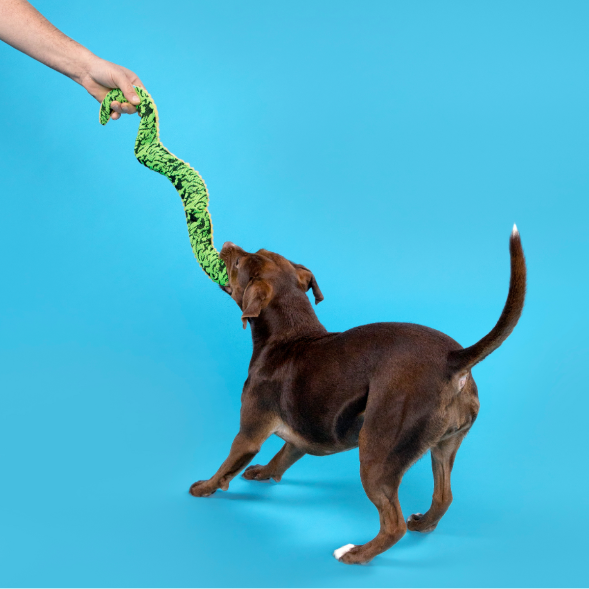 Sssssssssteve Plush Tug + Extra-Large Dog Toy