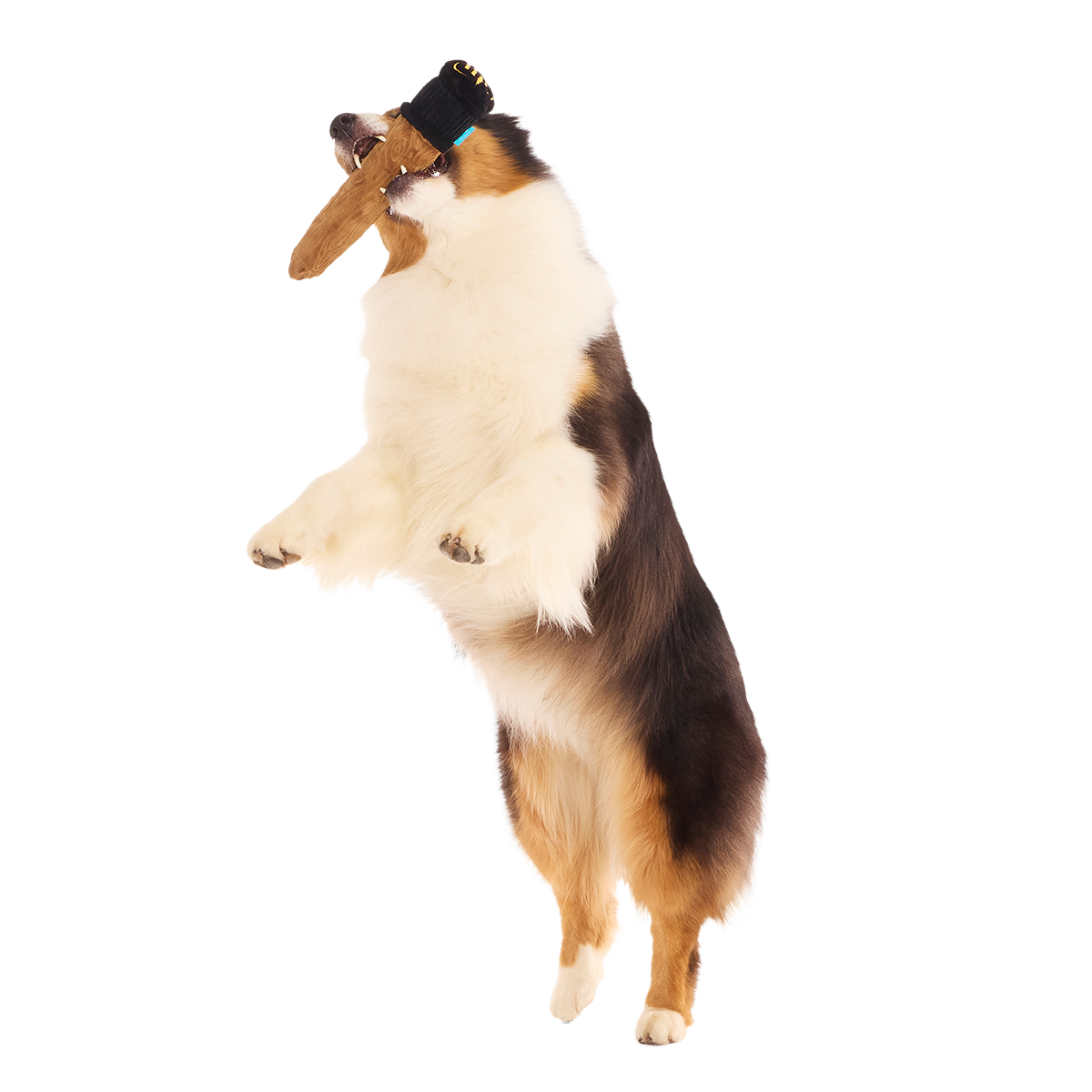 Spellbinding Wand™ Plush Tug Dog Toy