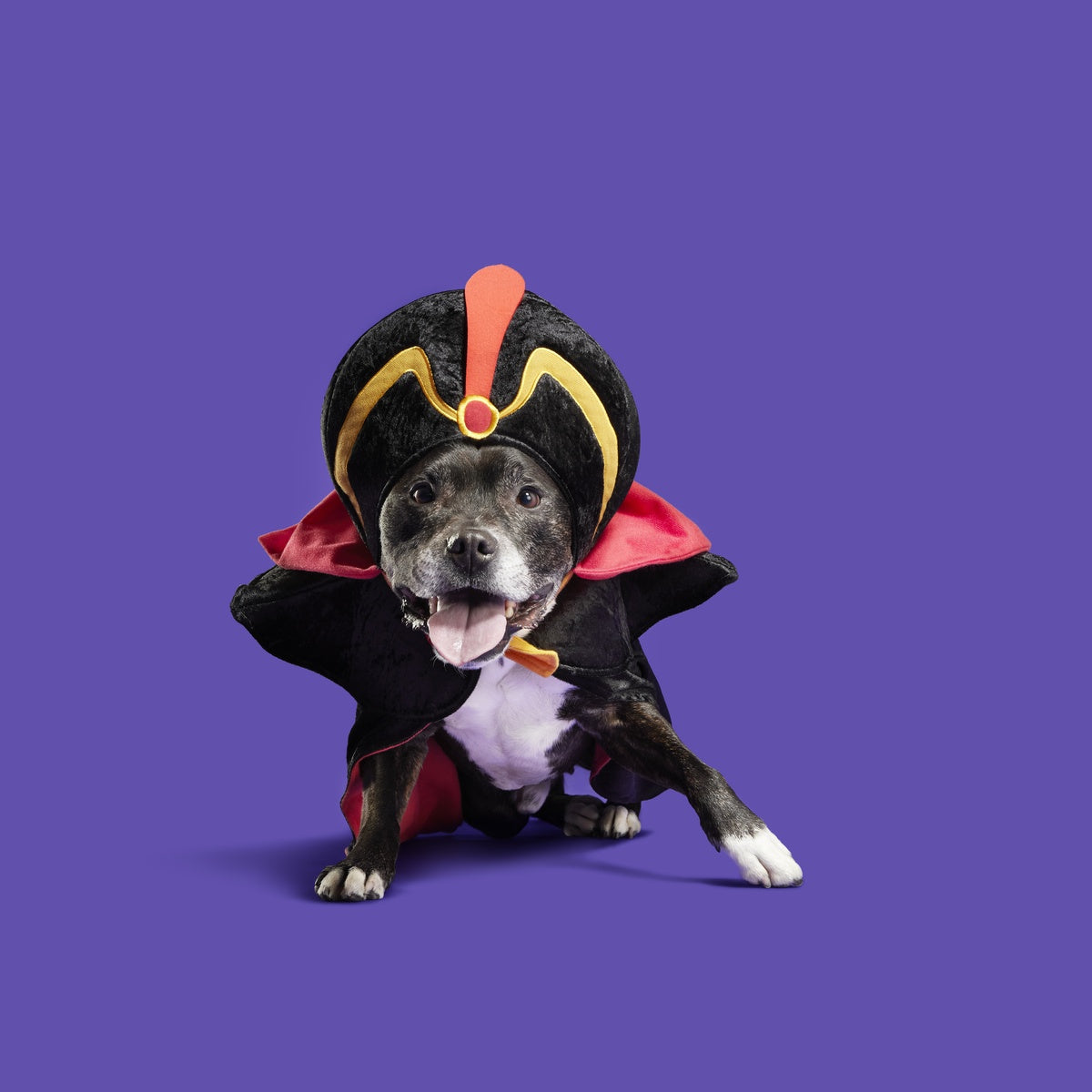 Jafar Dog Costume