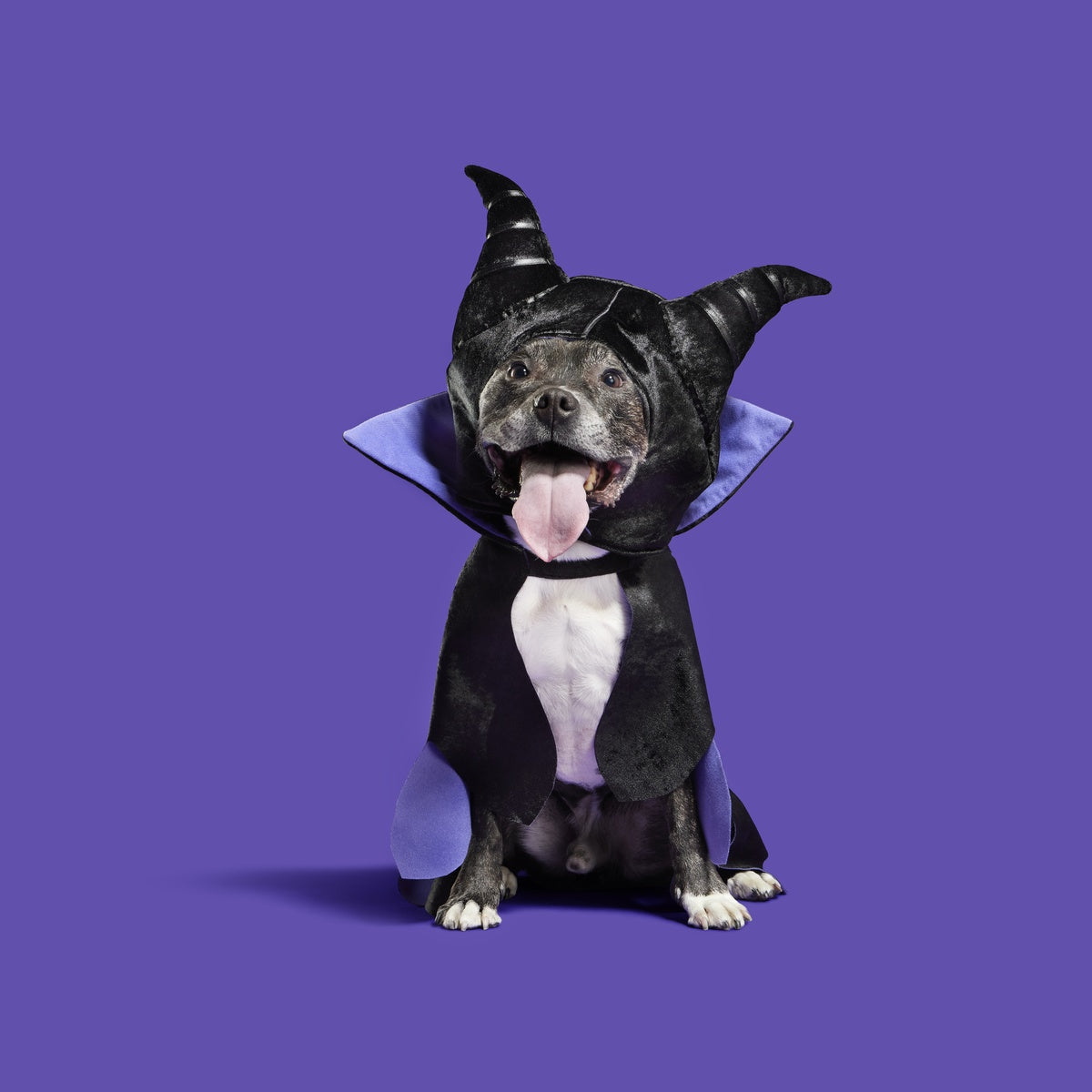 Maleficent Dog Costume
