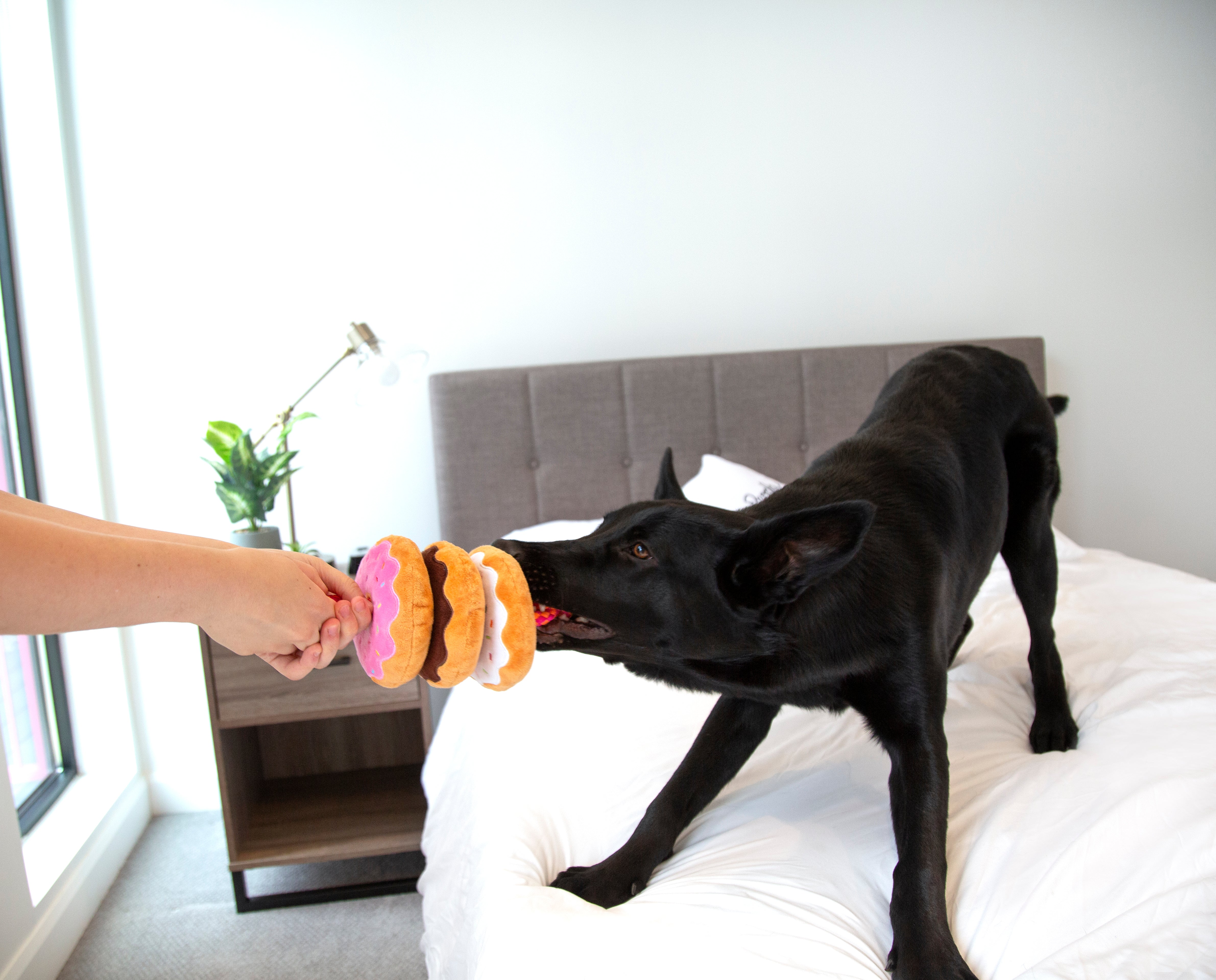 Dunkin'® Donuts on a Rope Toy