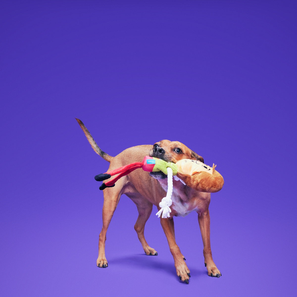 Shaggy™ Skelly Plush Extra-Large + Tug Dog Toy
