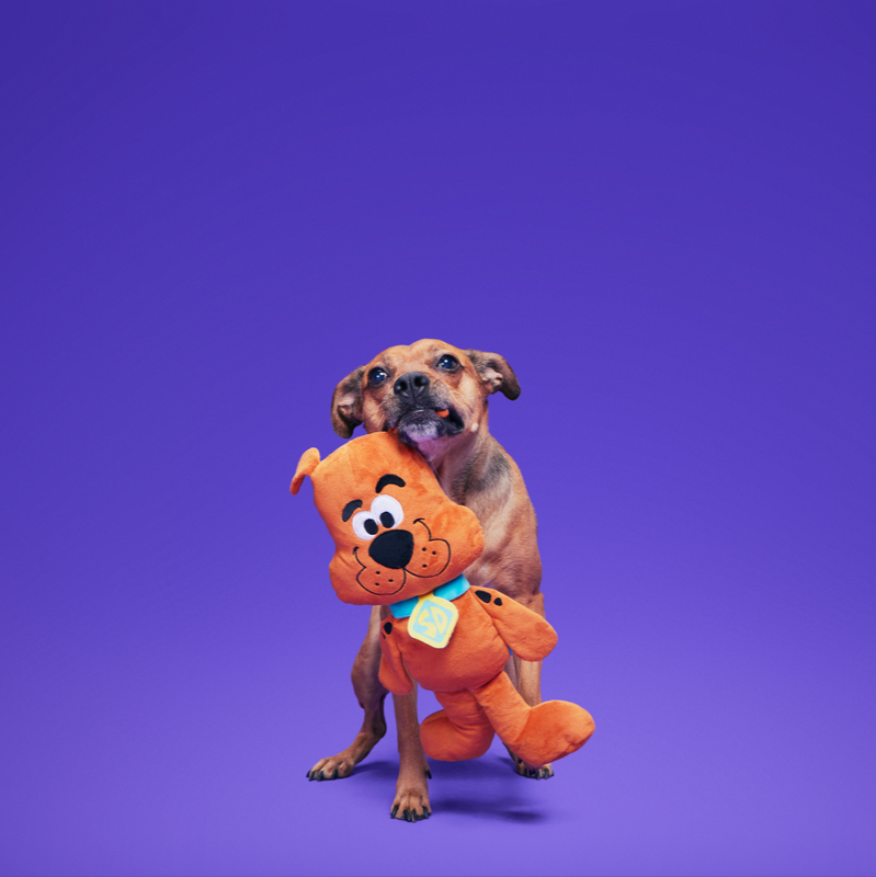 Scooby-Doo™ Bundle