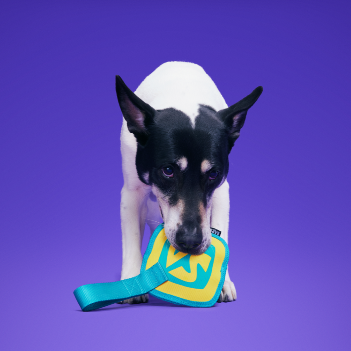 Spooky Scooby™ Name Tag Super Chewer Durable Tug Dog Toy