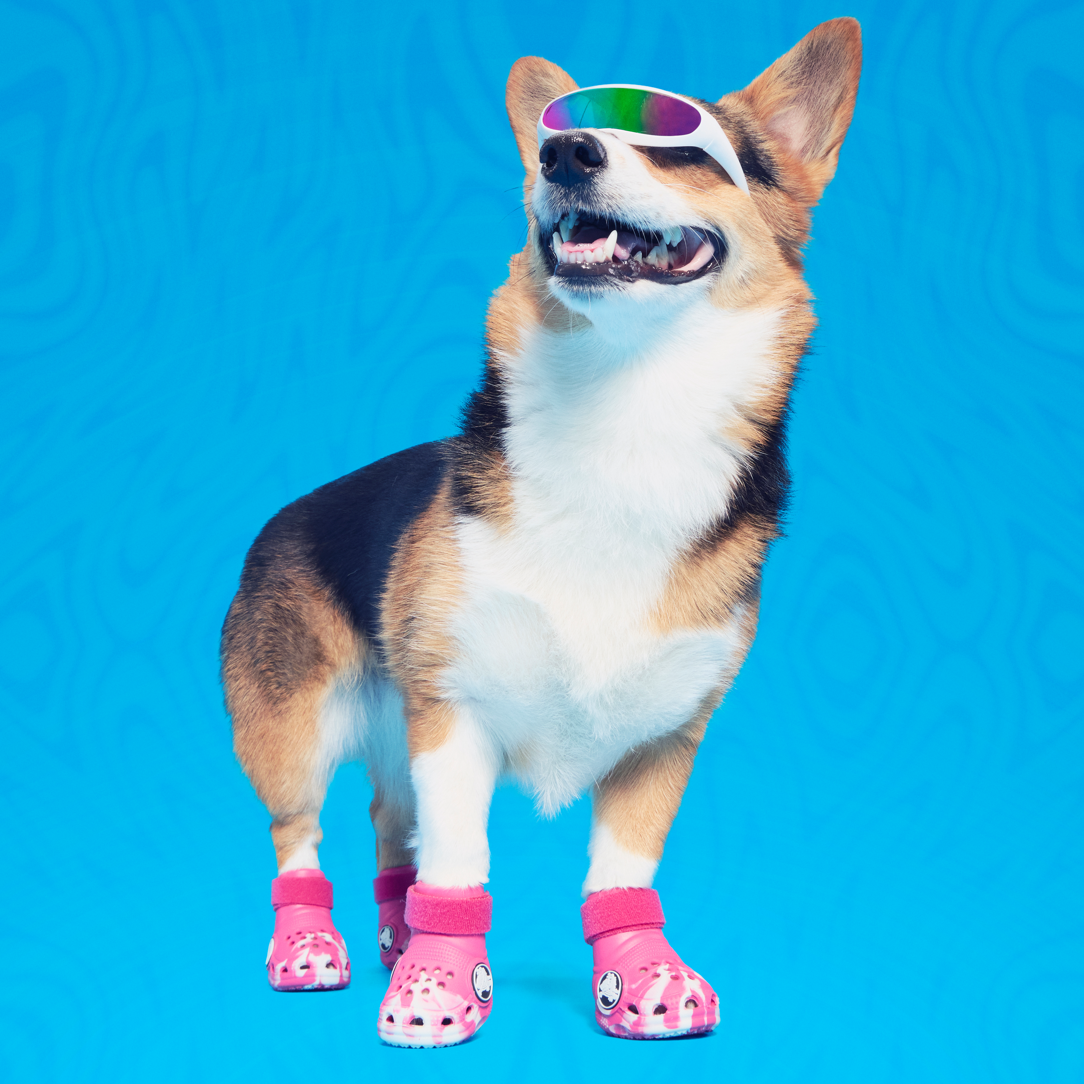 Crocs™ For Dogs#Color_Dragon Fruit