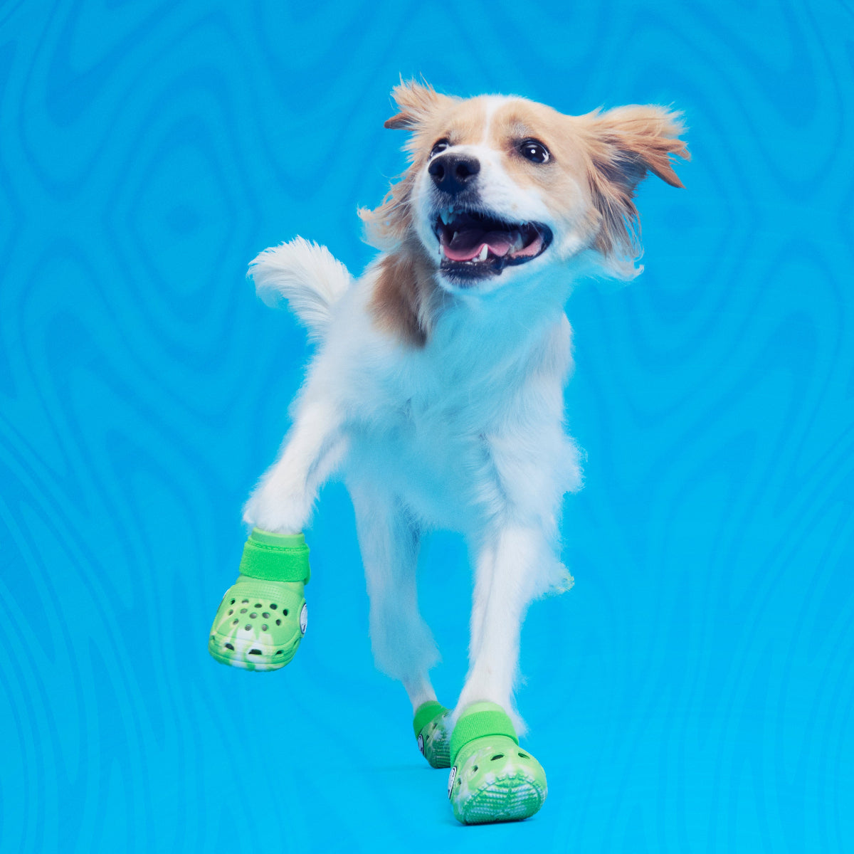 Crocs™ For Dogs#Color_Green Slime